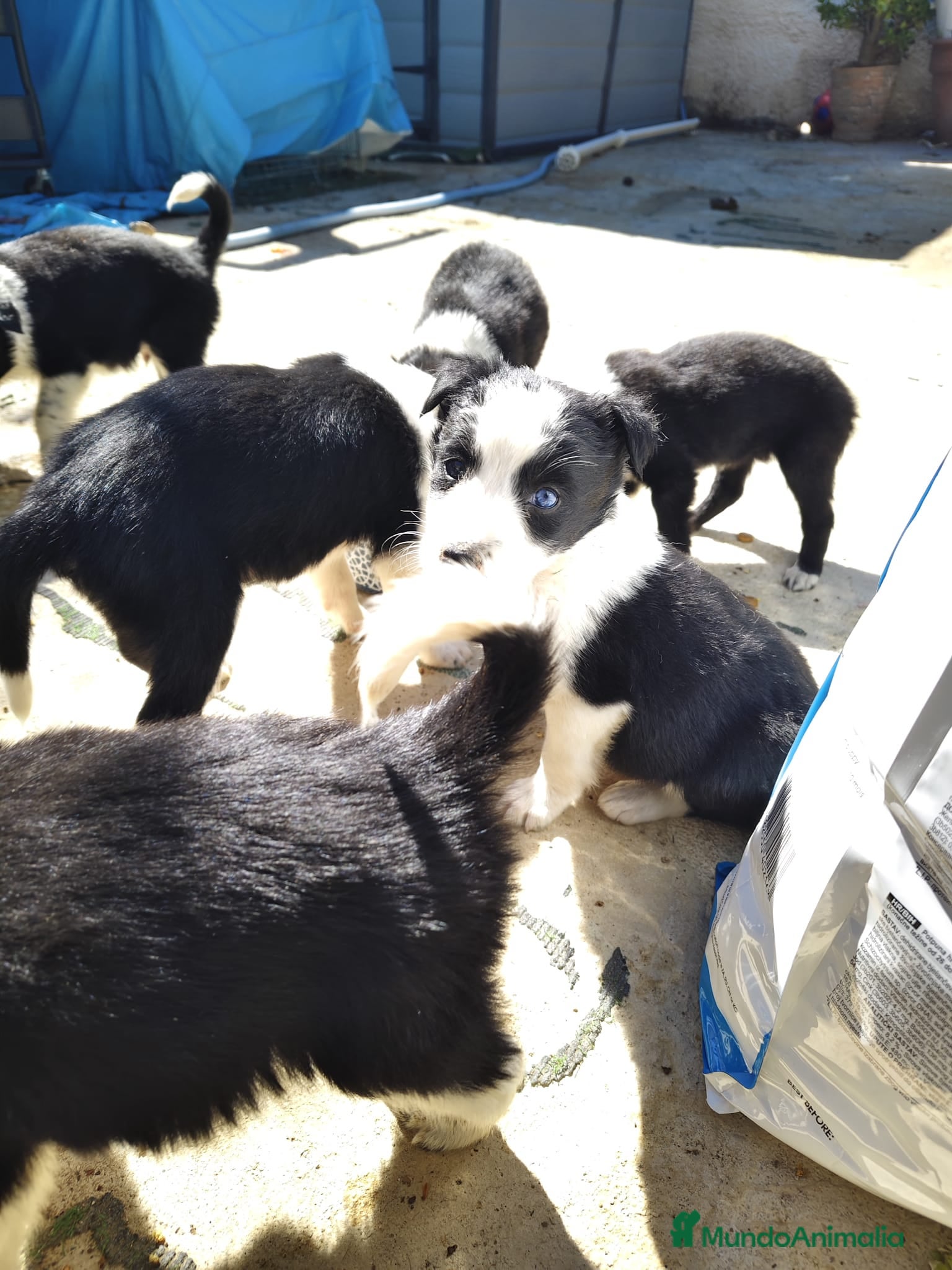 Border Collie perros Border collie bicolor  - Anuncio 1