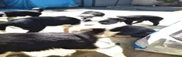 Border Collie perros en venta: Border collie bicolor  - Anuncio 1