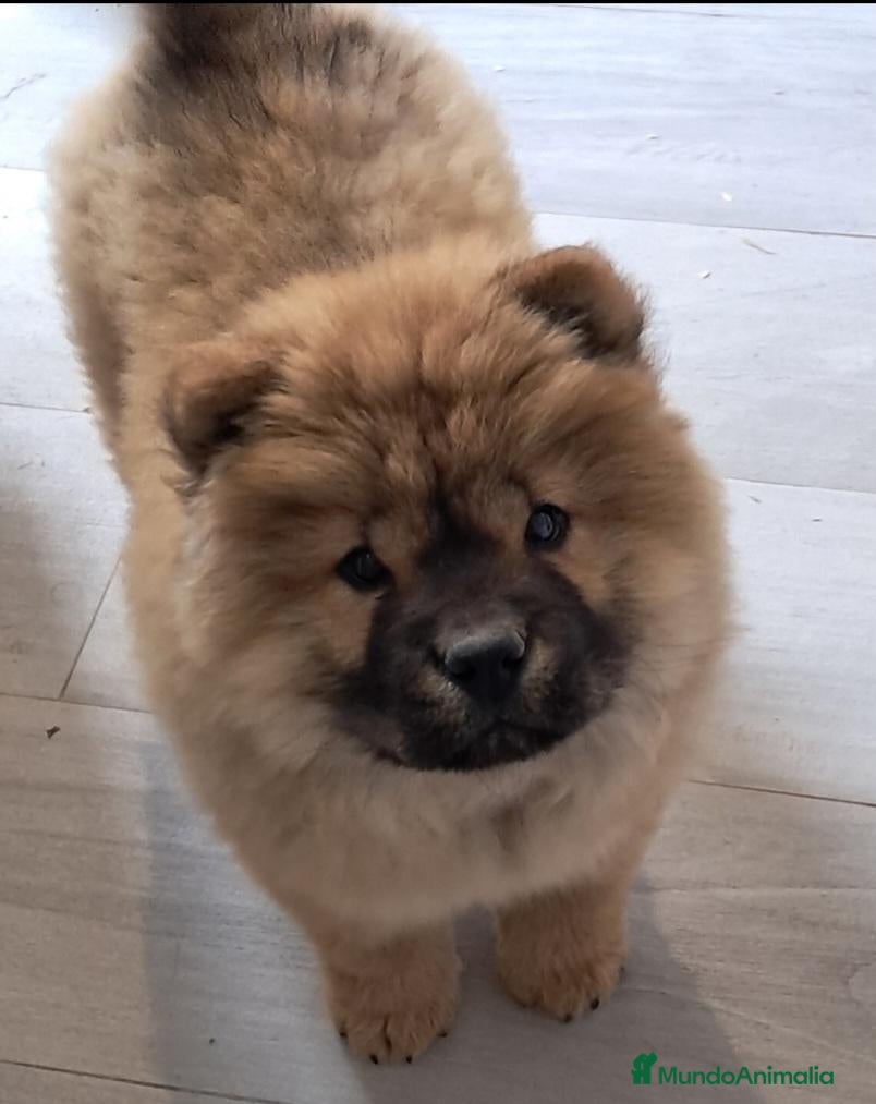 Chow Chow perros en venta: Bebés Chow-Chow  - Anuncio 1