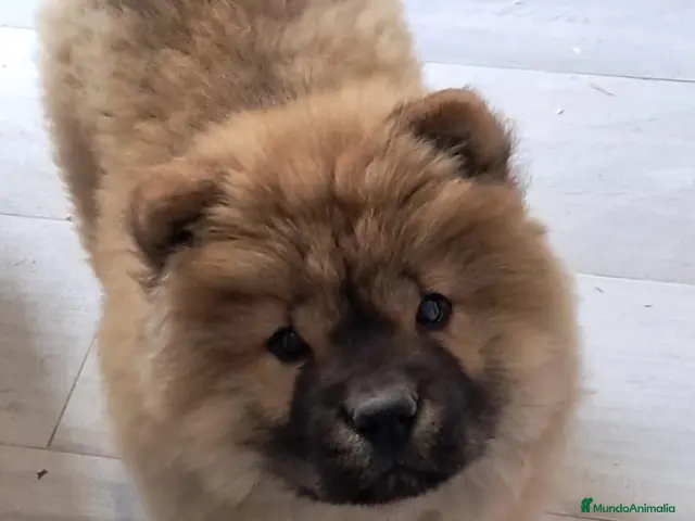 Chow Chow perros en venta: Bebés Chow-Chow - Anuncio 1
