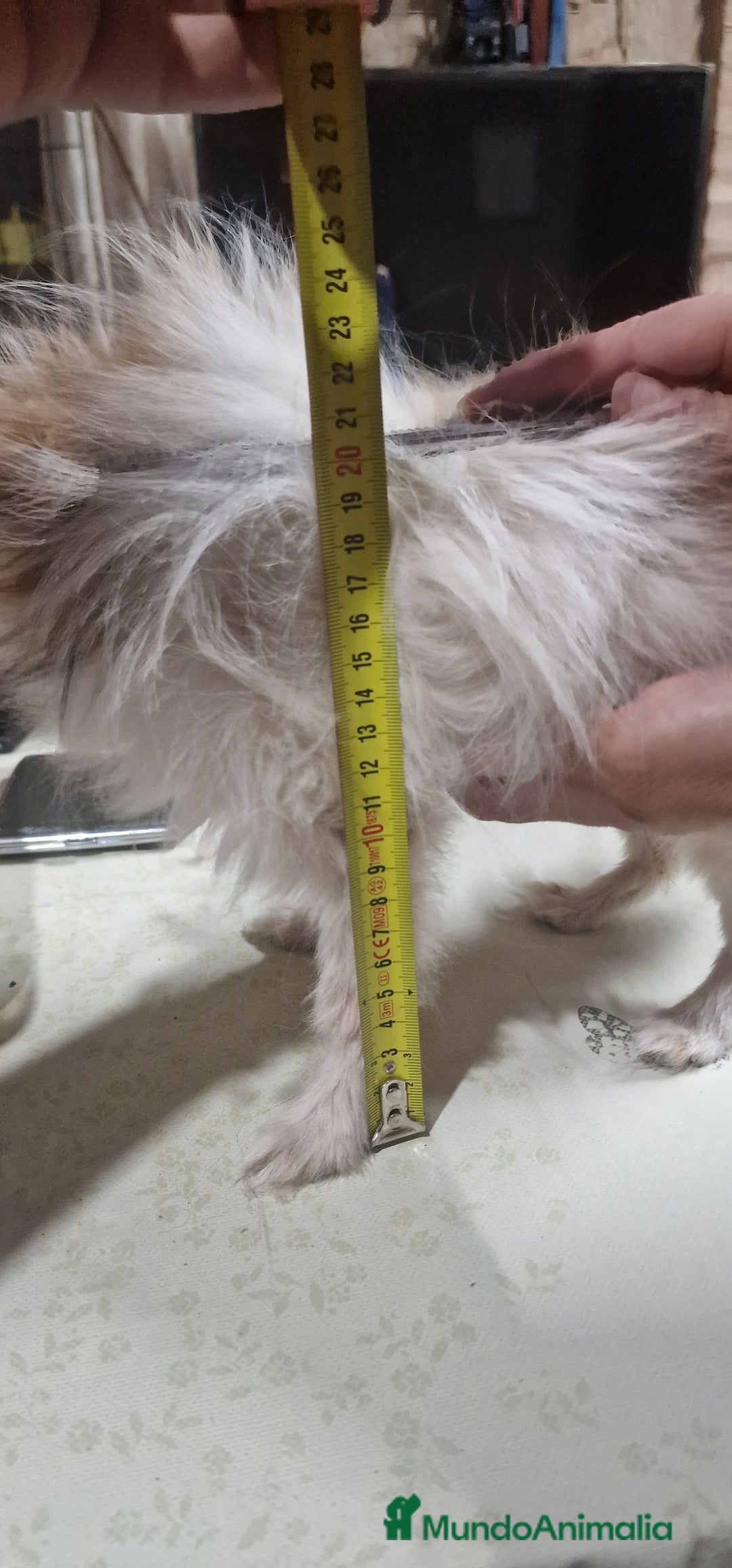 Pomerania perros en venta: Pomerania Toy/toy - Imagen 7