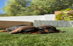 Teckel Miniatura perros en venta: TECKEL MINIATURA MACHO - Imagen 14
