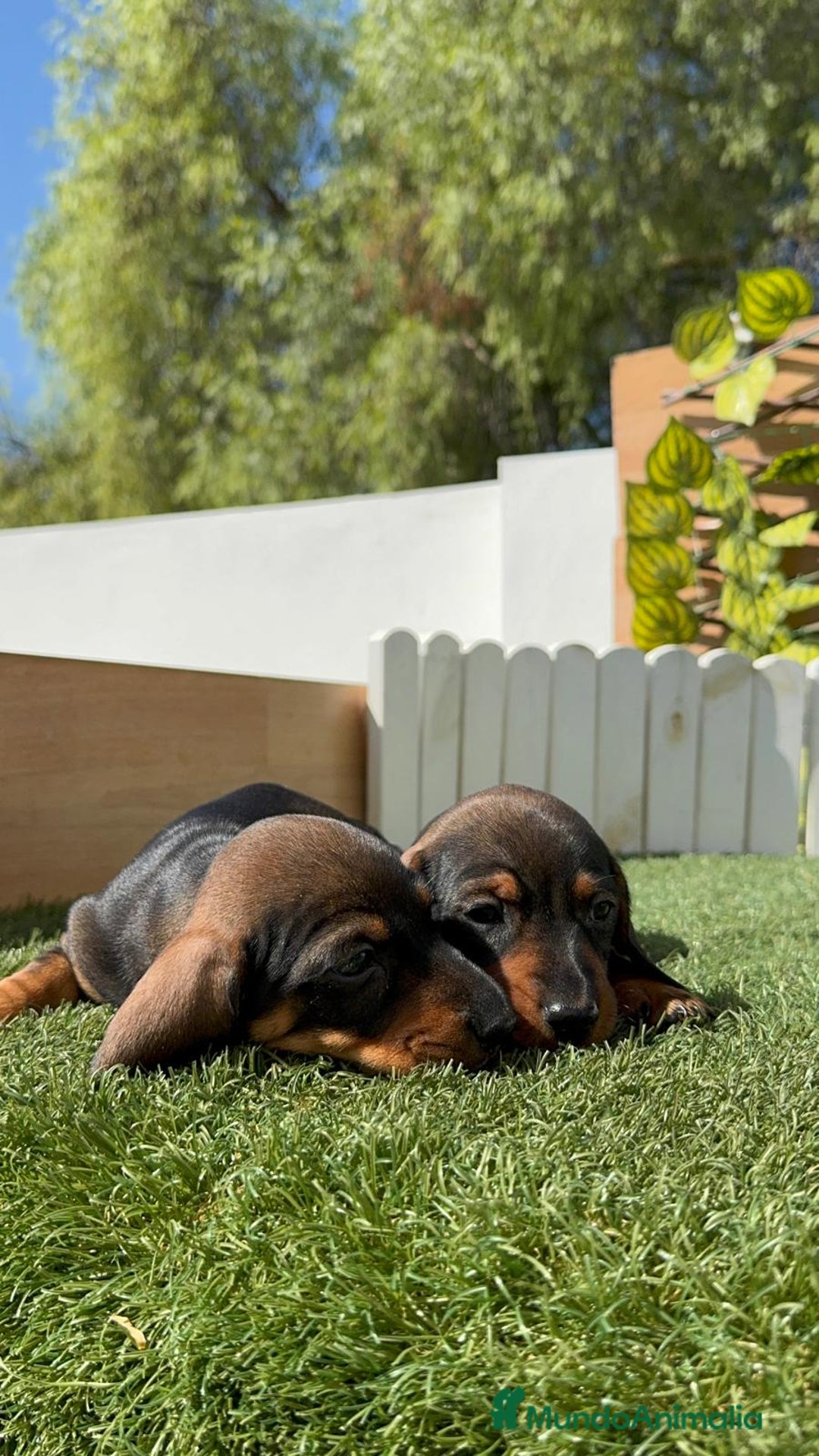 Teckel Miniatura perros en venta: TECKEL MINIATURA MACHO - Imagen 14