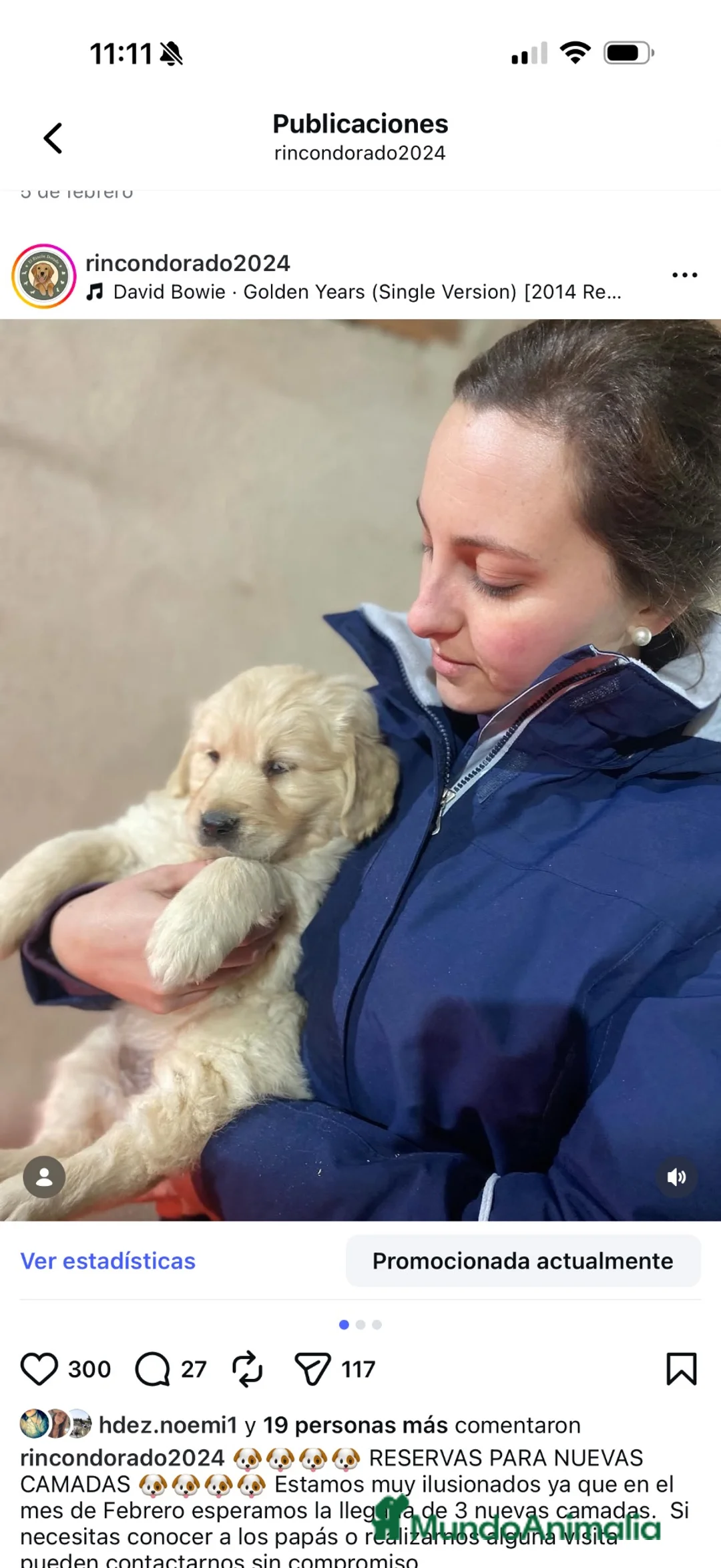 Golden Retriever perros en venta: CAMADAS DE GOLDEN RETRIEVER - Anuncio 1