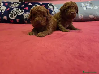 Caniche Toy perros ‼️‼️CANICHE ROJOS 50% ASIÁTICOS - Anuncio 3