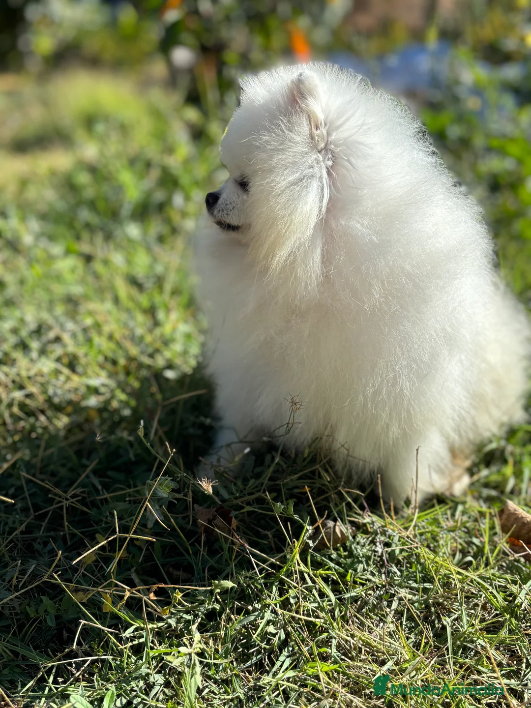 Pomerania perros en venta: Pomerania (lulu de Pomerania ) - Anuncio 1