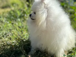 Pomerania perros Pomerania (lulu de Pomerania ) - Anuncio 3