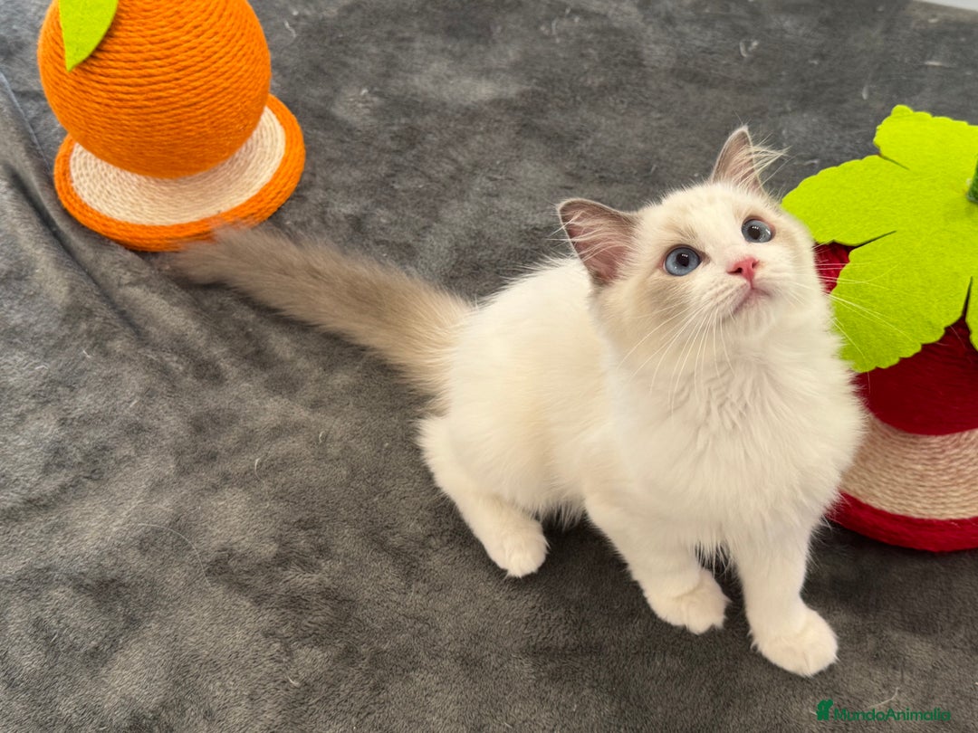 Ragdoll gatos en venta: Gatitos Ragdoll 19-05 - Imagen 3