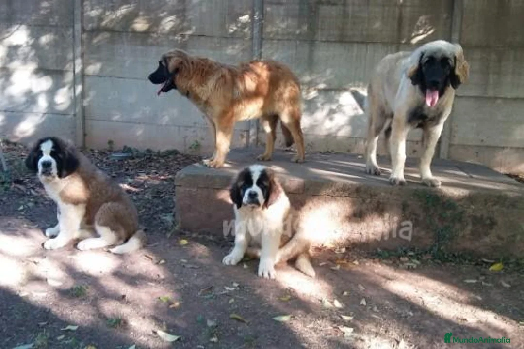 Imagen de galería {{count}}