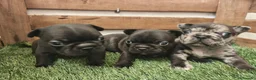 Bulldog Francés perros en venta: Bulldog francés  - Anuncio 5