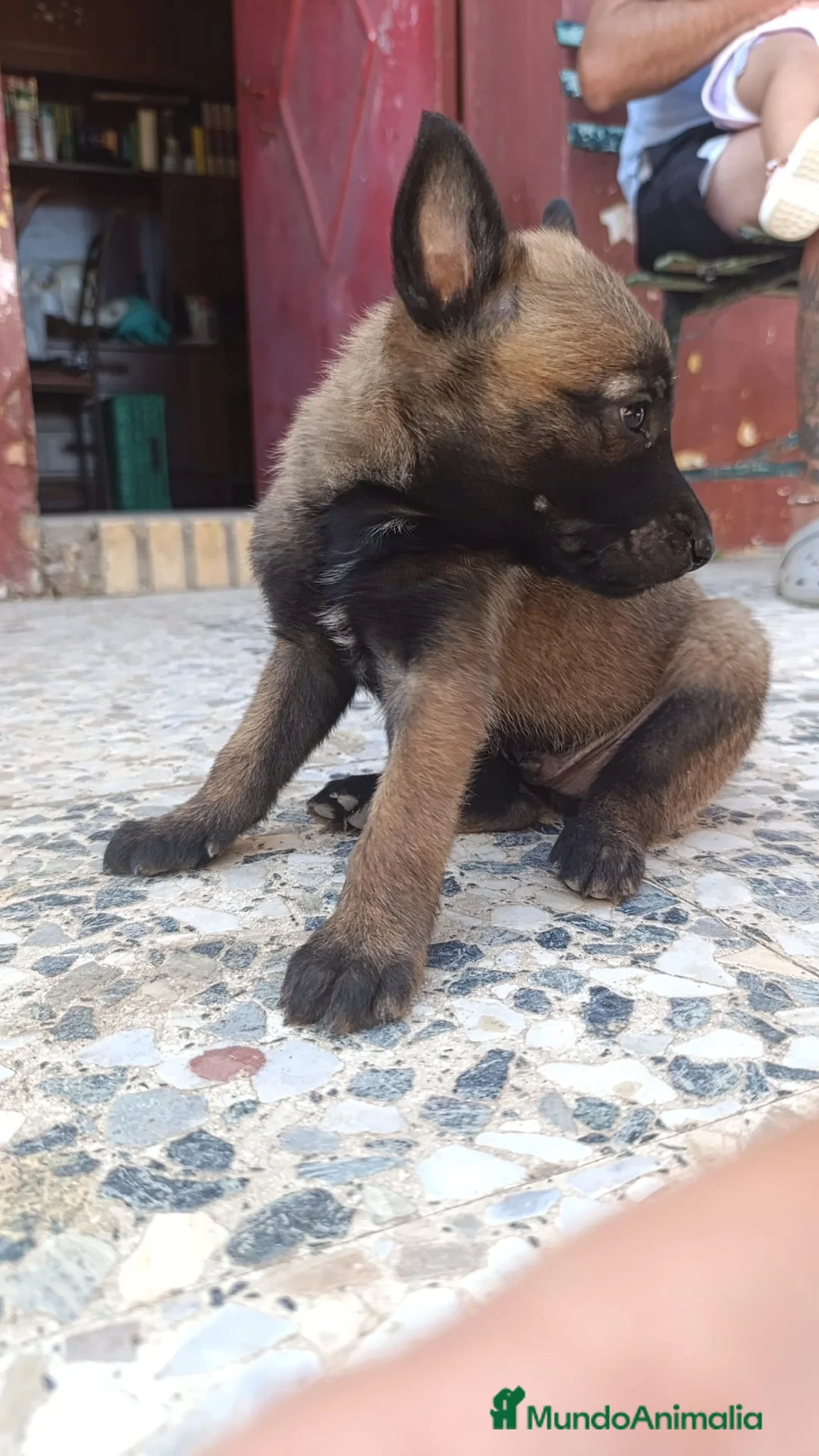 Pastor Belga Malinois perros en venta: Disponibles Pastor belga Malinois  - Anuncio 2