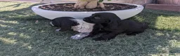 Cocker Spaniel Inglés perros en venta: Cachorros de Cocker Spaniel  - Anuncio 2