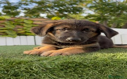 Pastor Alemán perros en venta: PASTOR ALEMAN HEMBRA - Imagen 9