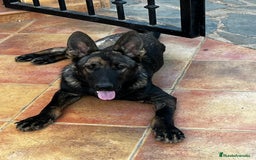 Pastor Belga Malinois perros en adopcion: Ari malinois busca casa - Imagen 3