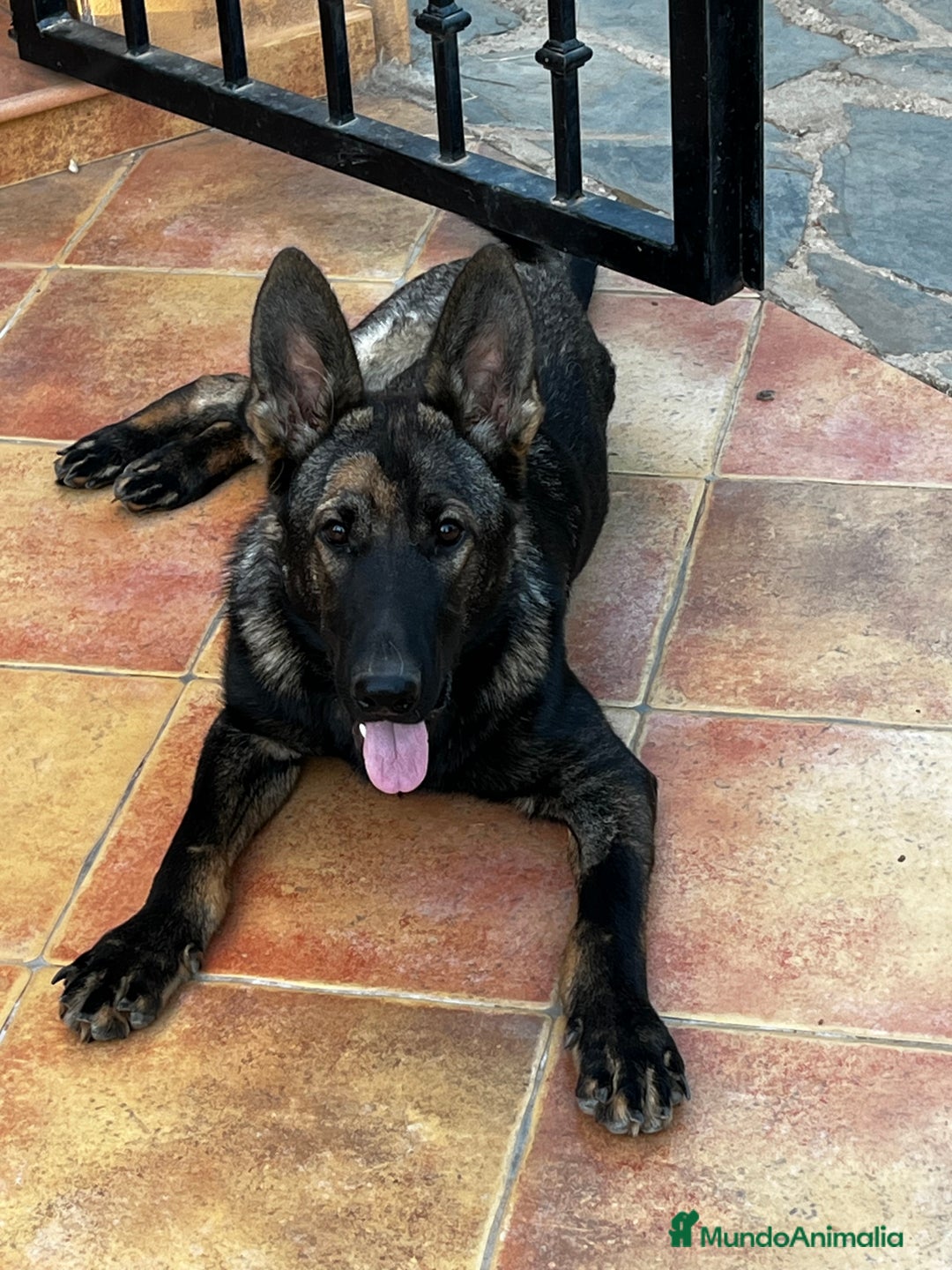 Pastor Belga Malinois perros en adopcion: Ari malinois busca casa - Imagen 3