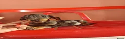 Teckel Miniatura perros en venta: Teckel arlequín - Anuncio 1