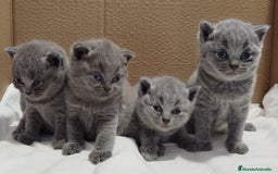 Británico de Pelo Corto Azul gatos en venta: British Shorthair super bonitos - Imagen 14