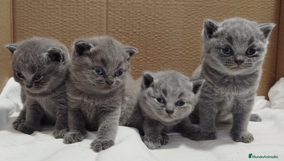 Británico de Pelo Corto Azul gatos en venta: British Shorthair super bonitos - Imagen 14