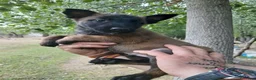 Pastor Belga Malinois perros en venta: Pastor Belga Malinois - Anuncio 10