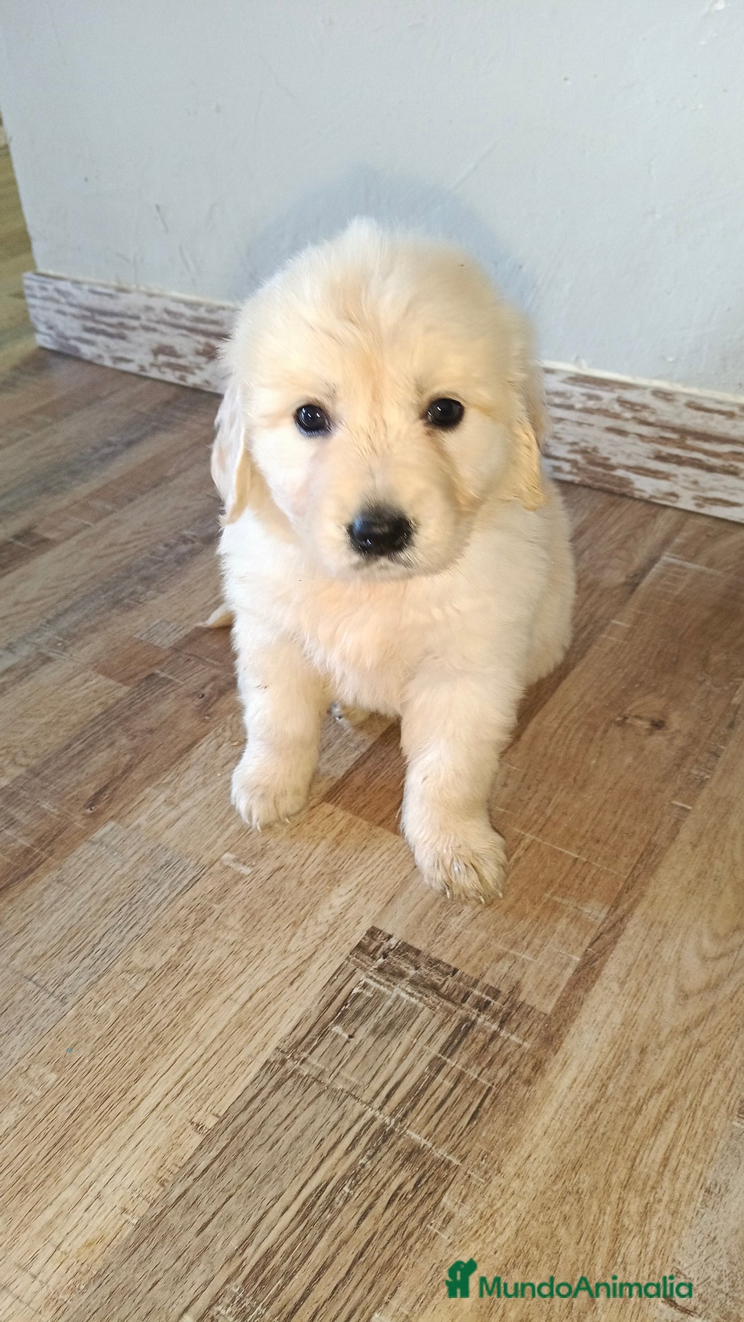 Golden Retriever perros en venta: Hembra de golden retriever  - Anuncio 4