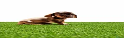 Teckel Miniatura perros en venta: Teckel minis y kanichen maxima calidad - Anuncio 13
