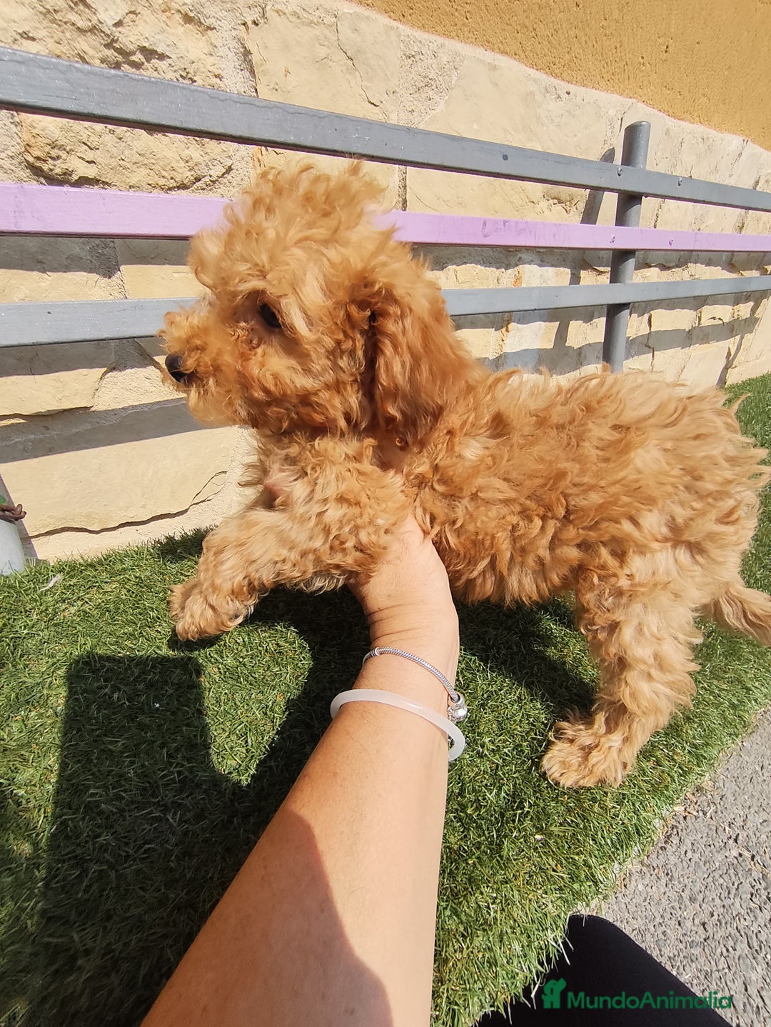 Caniche Toy perros en venta: Cachorros caniche rojo - Imagen 2