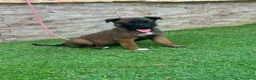 Pastor Belga Malinois perros en venta: Cachorros pastor belga Malinois  - Anuncio 7