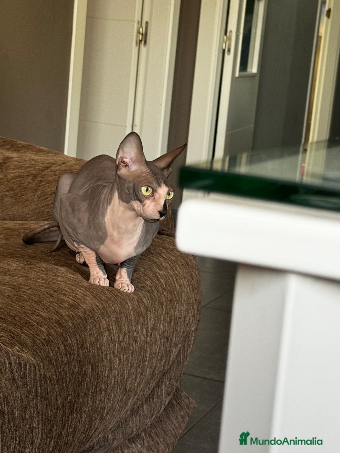 Sphynx gatos en venta: Preciosa gata sphynx - Imagen 2