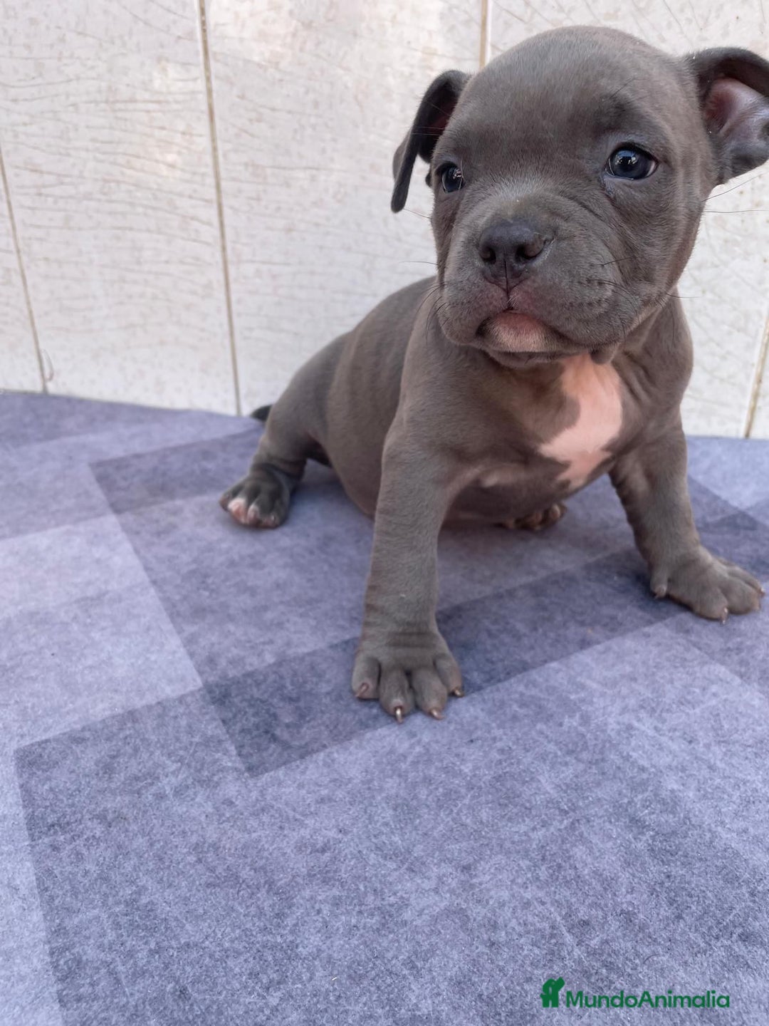 American Bully perros en venta: American bully pocket  - Imagen 4