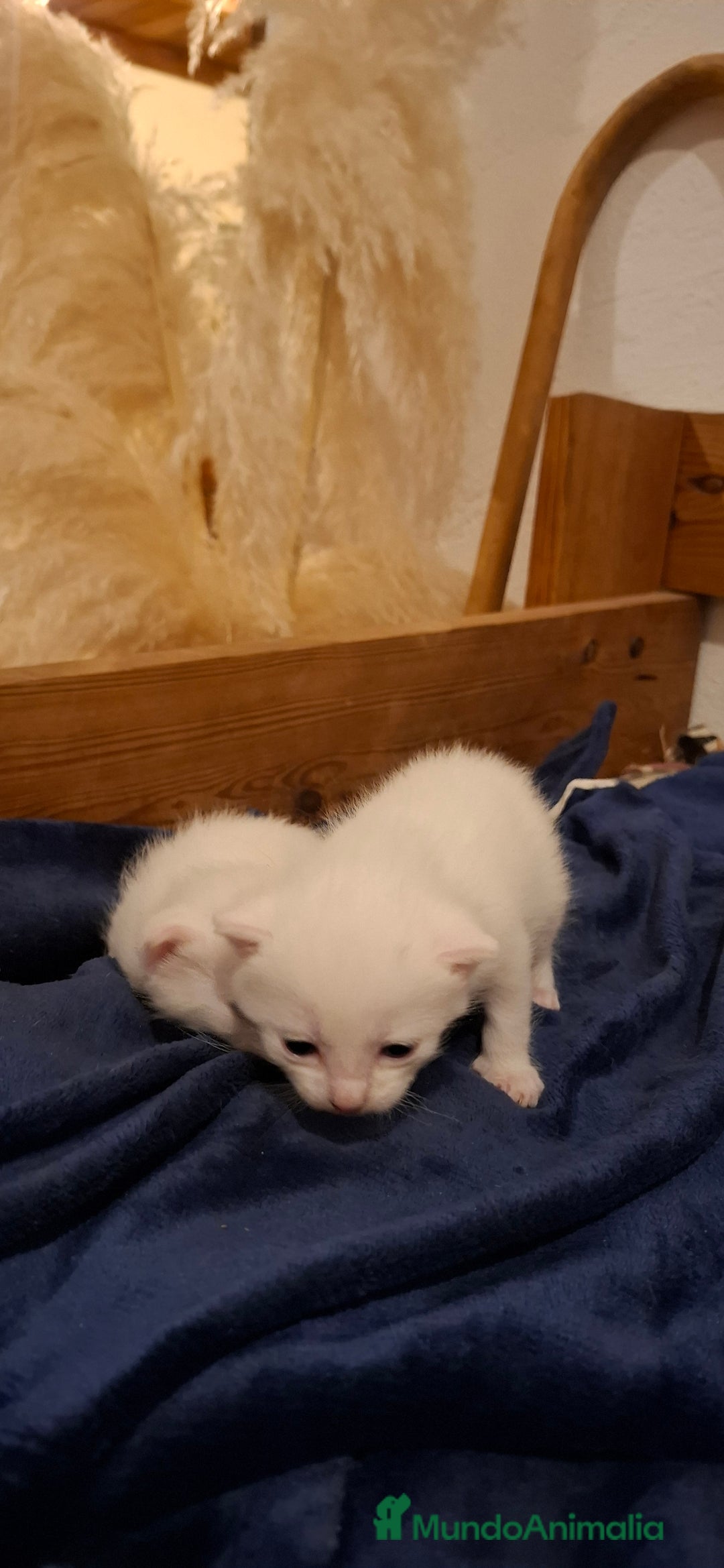 Raza Mixta gatos en venta: Gatitas cruce de Angora y europeo - Anuncio 4