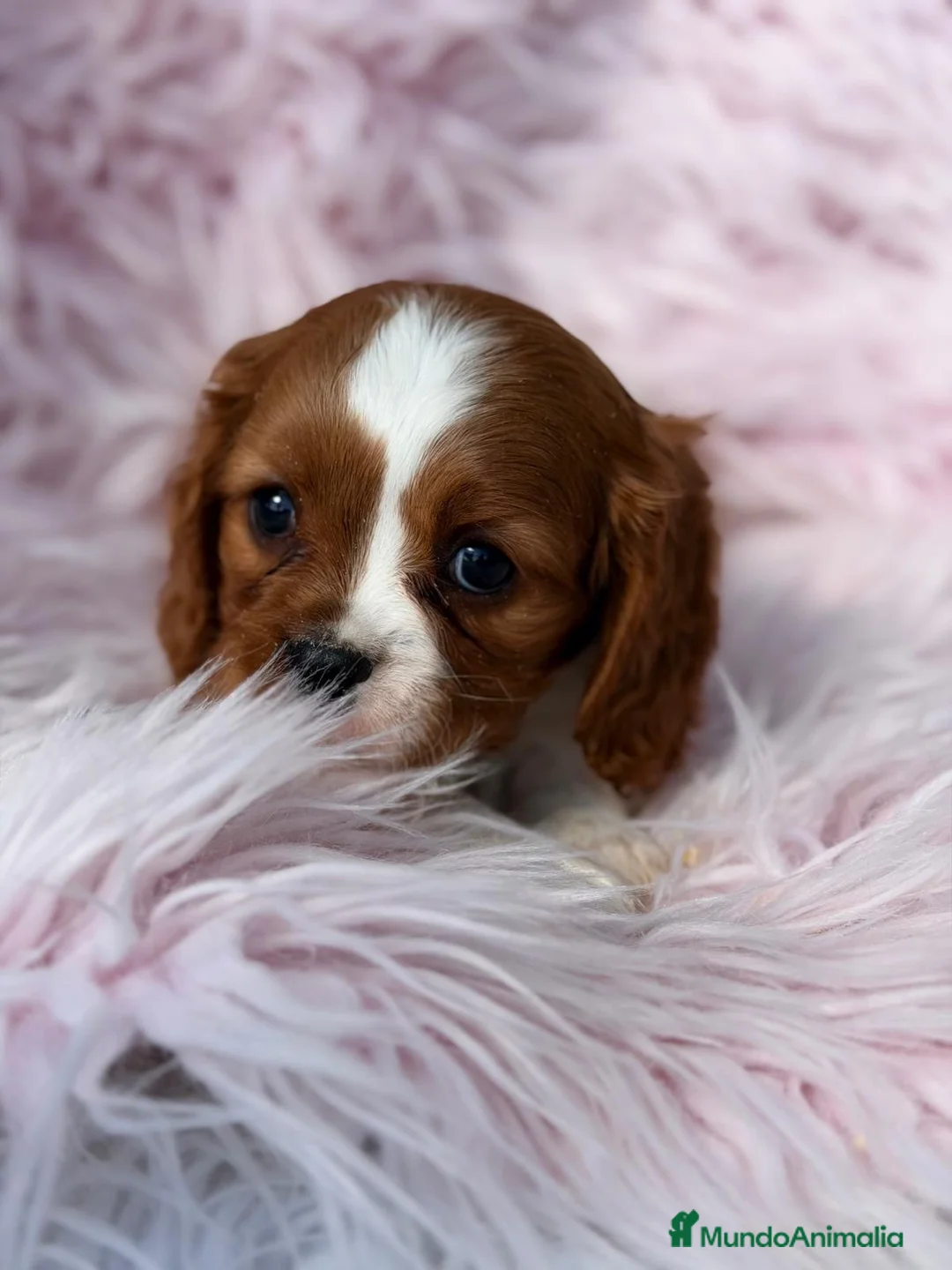 Cavalier King Charles Spaniel perros en venta: Cavalier hembra disponible  - Anuncio 2