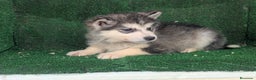 Alaskan Malamute perros en venta: Alaskan malamuten - Anuncio 10