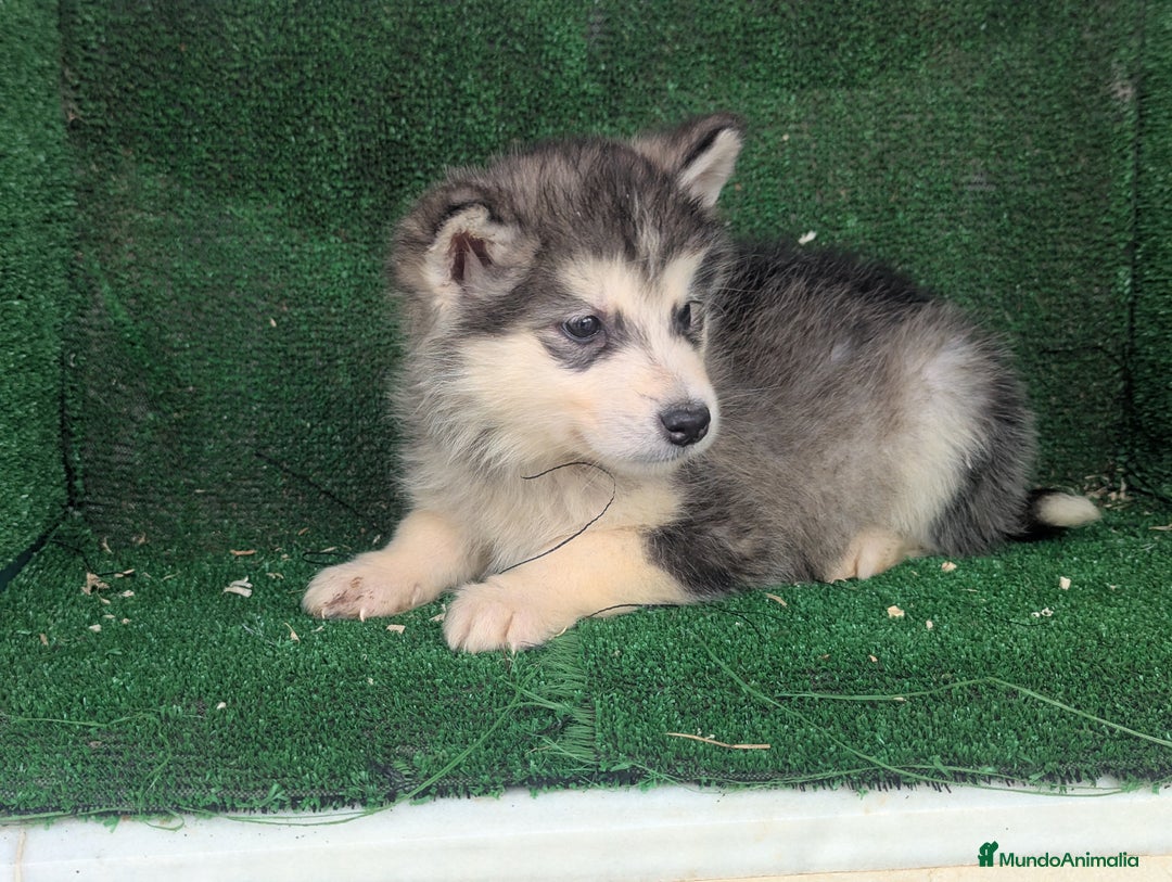 Alaskan Malamute perros en venta: Alaskan malamuten - Anuncio 10
