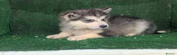Alaskan Malamute perros en venta: Alaskan malamuten - Anuncio 10
