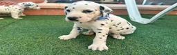 Dálmata perros en venta: Preciosos Cachorros Dálmata Super Amorosos - Anuncio 4