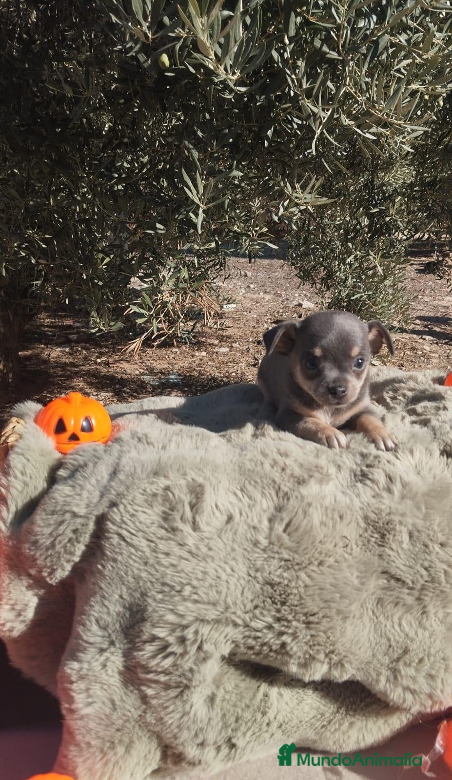 Chihuahua perros Gran camada de CHIHUAHUA. - Anuncio 1
