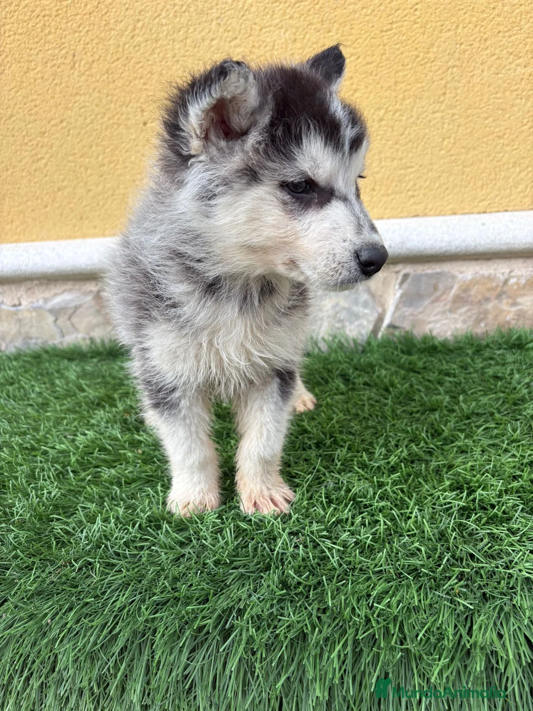 Husky Siberiano perros en venta: Husky siberiano macho  - Anuncio 13