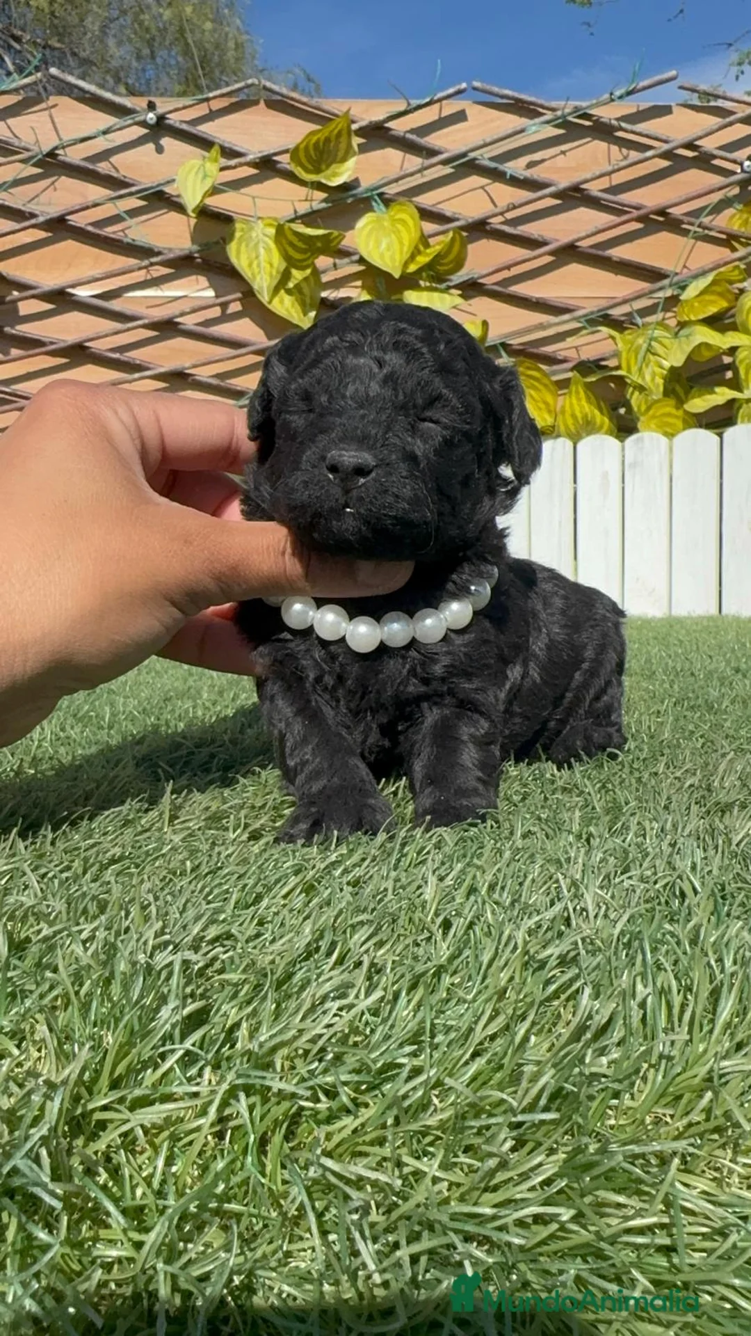 Caniche Toy perros en venta: CANICHE TOY - Anuncio 15