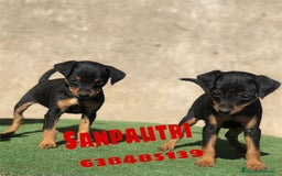 Pinscher Miniatura perros en venta: Mini pincher - Imagen 2