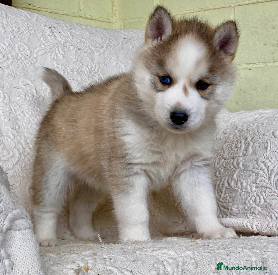 Husky Siberiano perros en venta: Husky Siberiano  - Anuncio 5