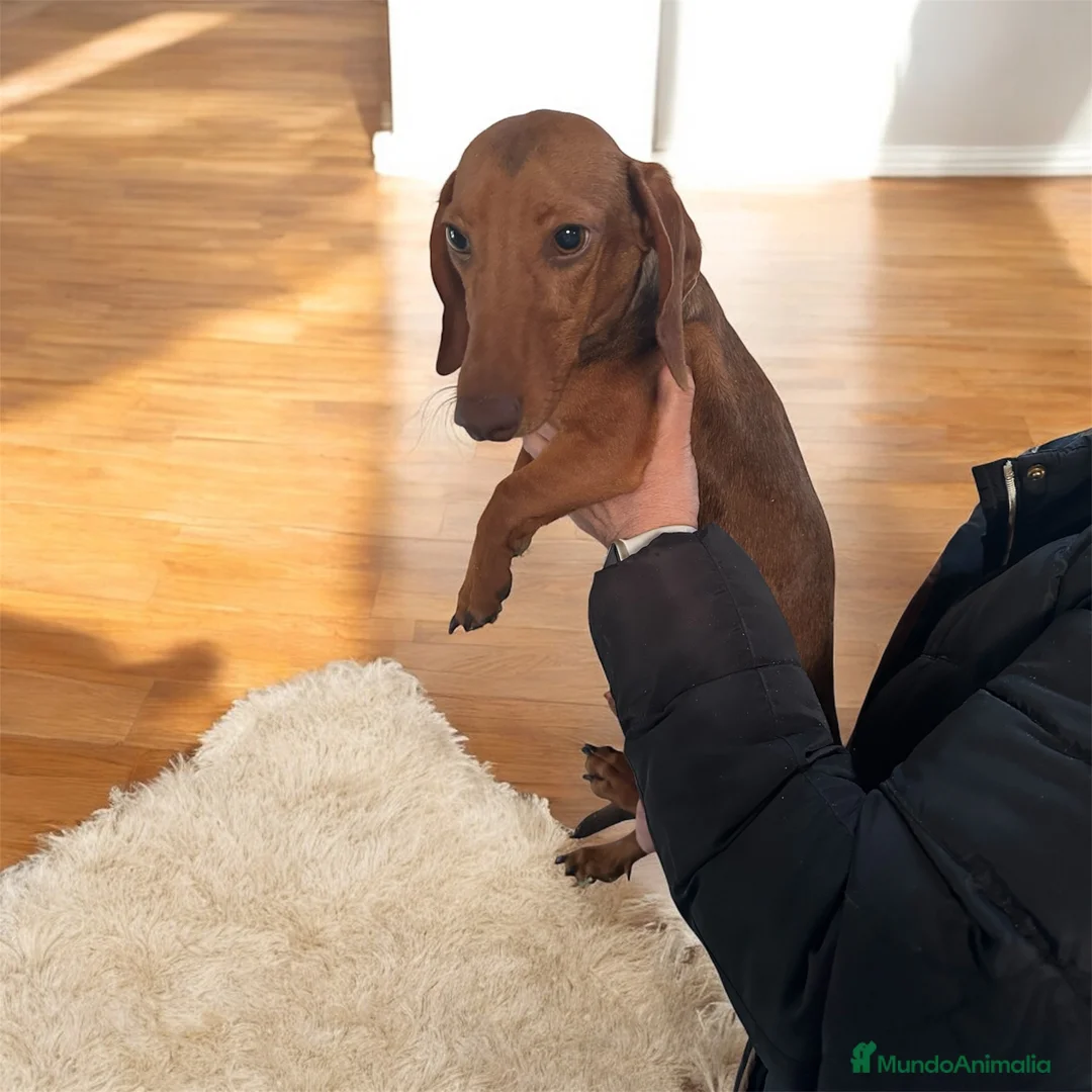 Teckel perros en venta: Precioso machito teckel  - Anuncio 1