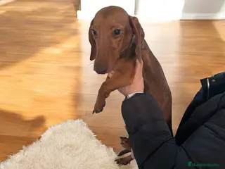 Teckel perros Precioso machito teckel - Anuncio 4