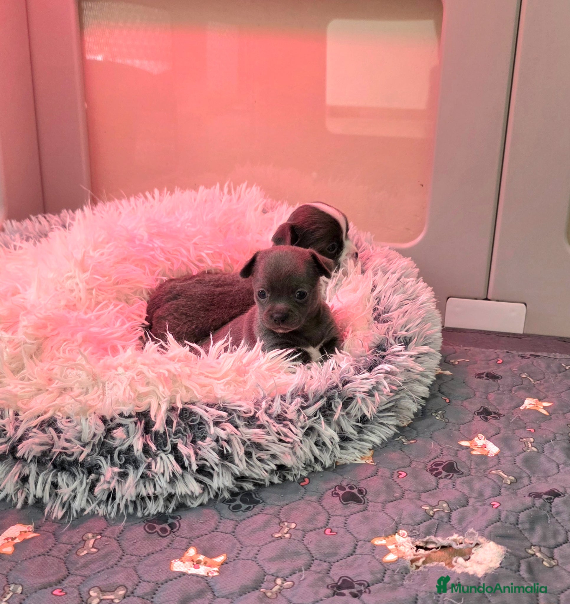 Chihuahua perros Chihuahuas miniatura  - Anuncio 2