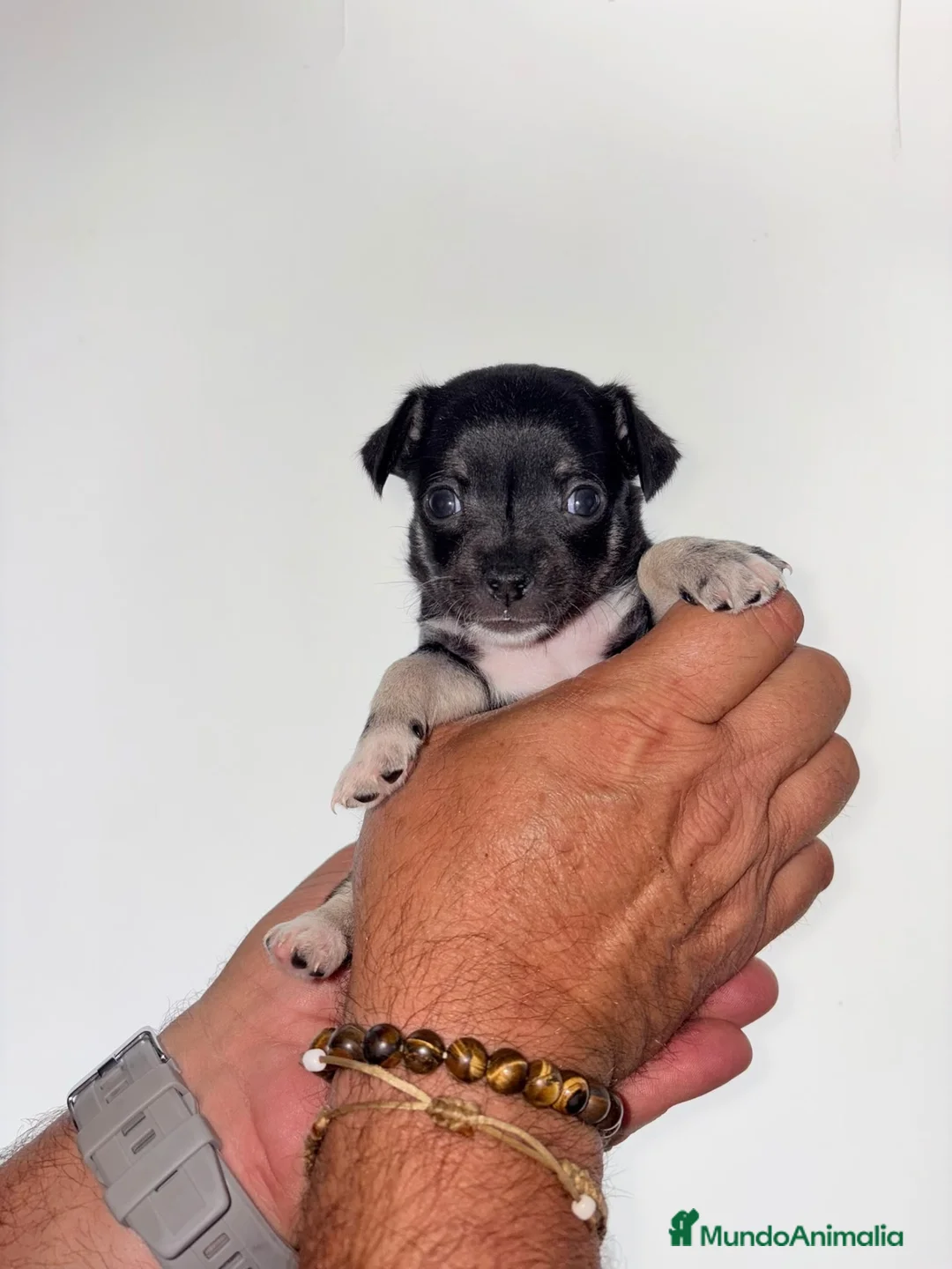 Chihuahua perros en venta: Chihuahuas hembras - Anuncio 1