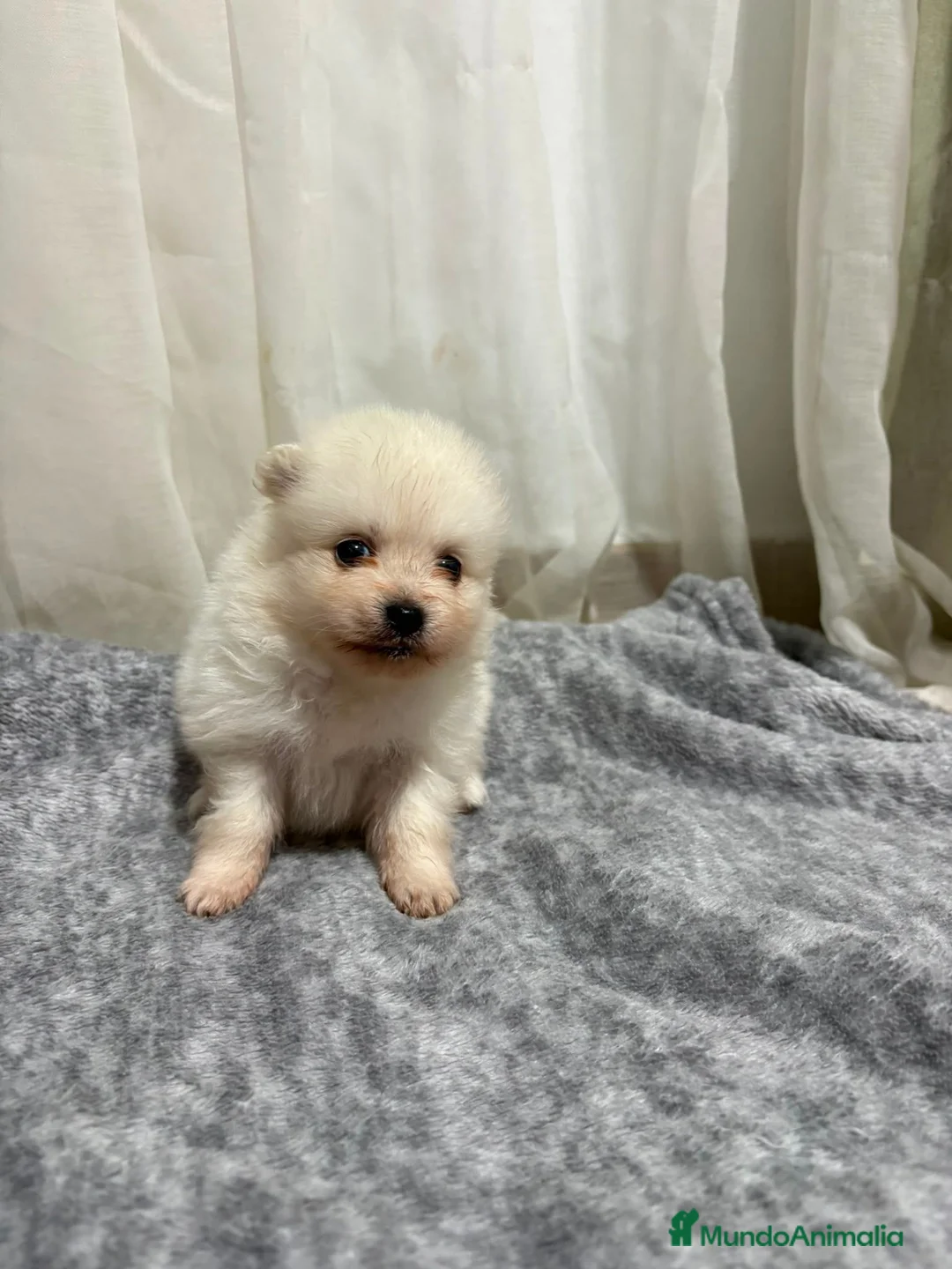 Pomerania perros en venta: Pomerania  - Anuncio 2