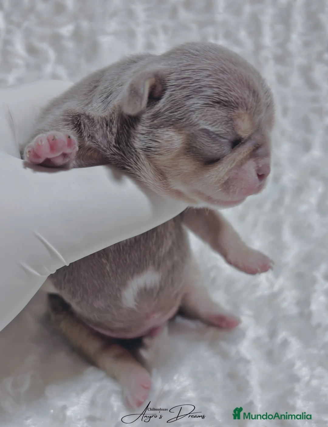 Chihuahua perros en venta: Chihuahua lila and tan - Anuncio 1