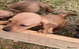 Teckel Miniatura perros en venta: Teckel  - Anuncio 1