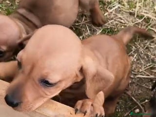 Teckel Miniatura perros Teckel - Anuncio 1