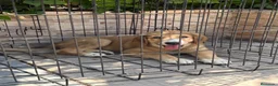 Pastor de Asia Central perros en venta: Cachorra de Alabai  - Anuncio 8