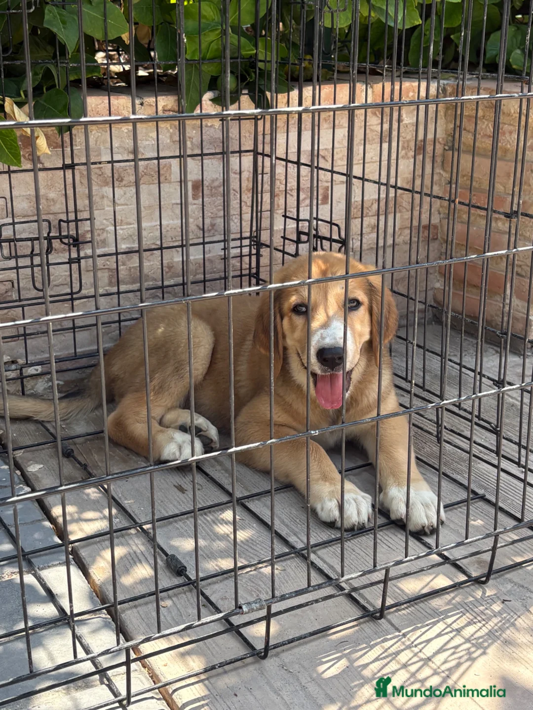 Pastor de Asia Central perros en venta: Cachorra de Alabai  - Anuncio 8